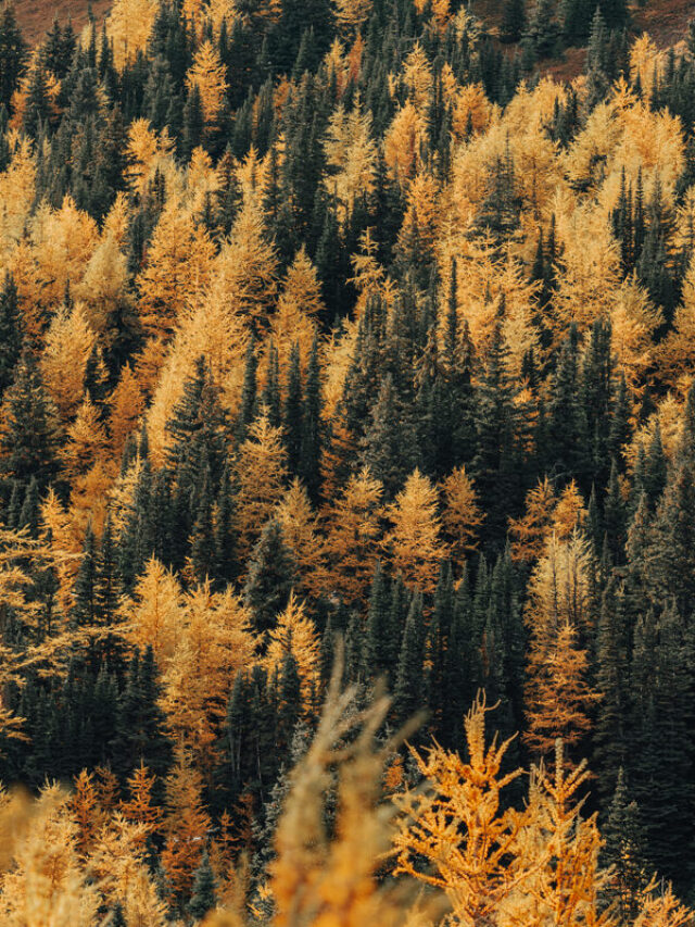 What to Do in Banff This Fall Season: A Foliage Guide Story