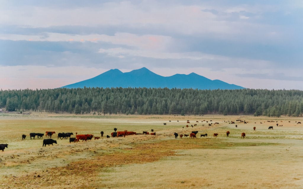 view of a gloomy sunset over a blue mt humphreys in flagstaff arizona with cows in the foreground