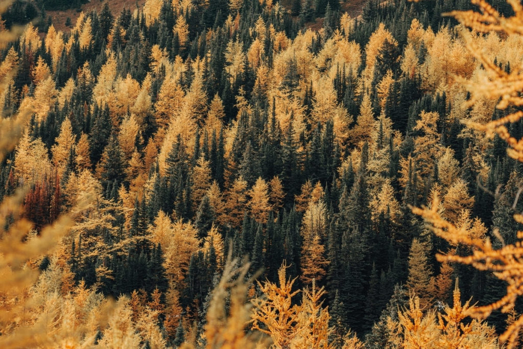 Larches in fall at Banff National Park