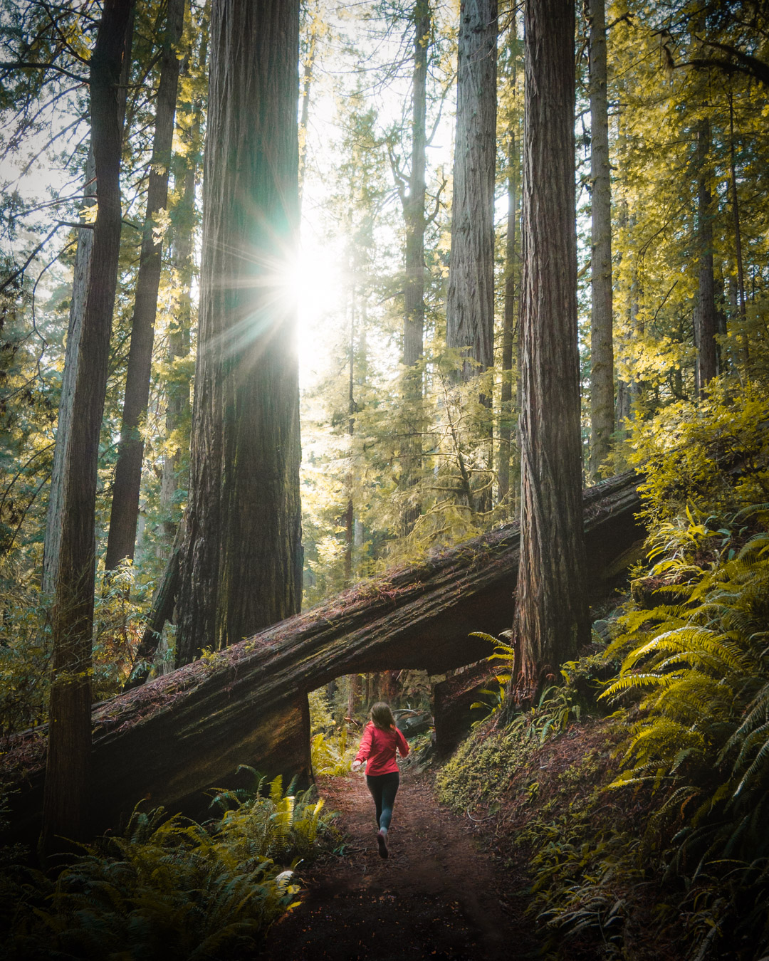 biggest redwood in california