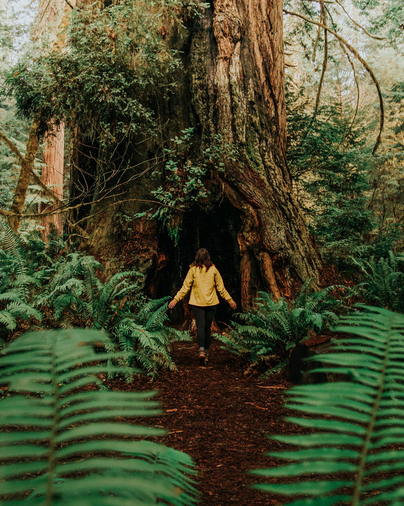 Girl hiking in Redwood National Park