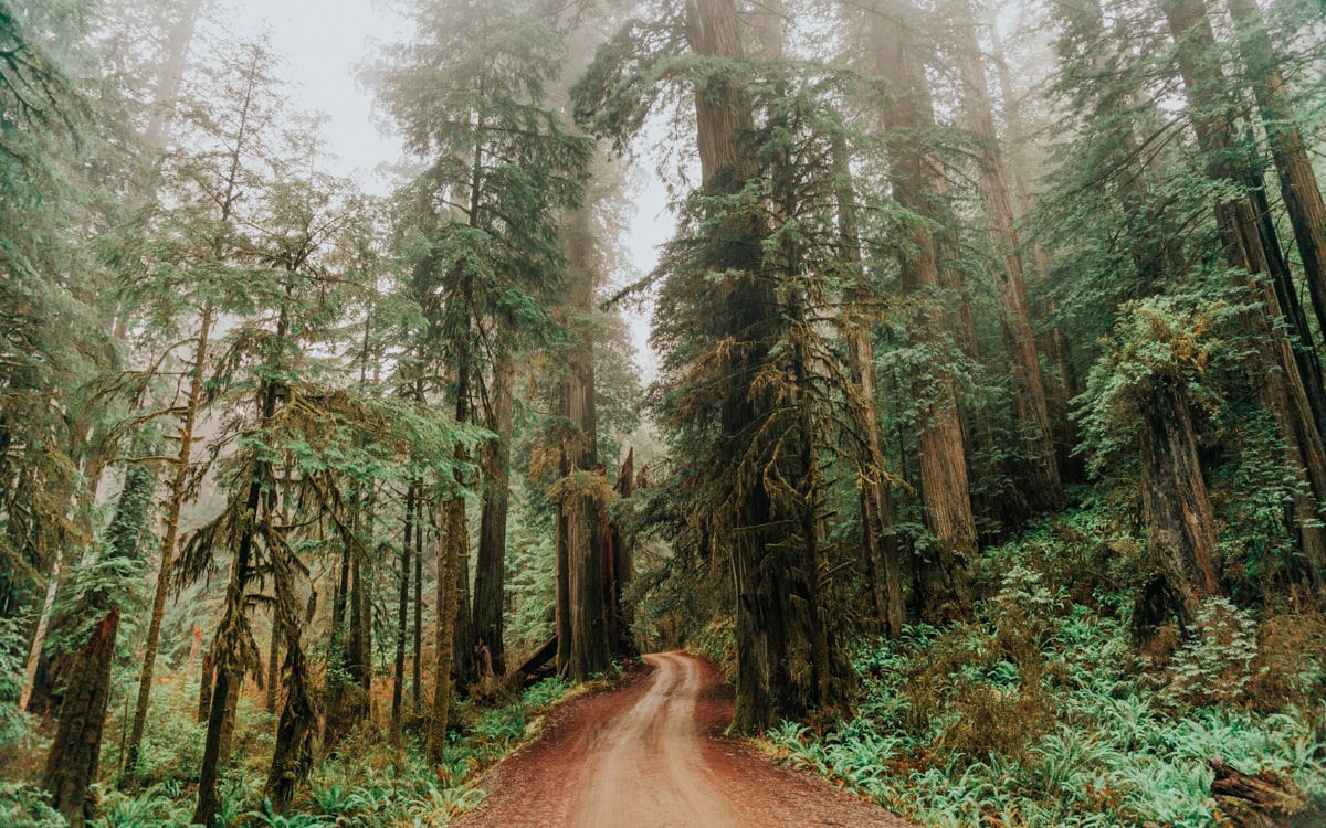 road going through jedediah smith redwood state park california
