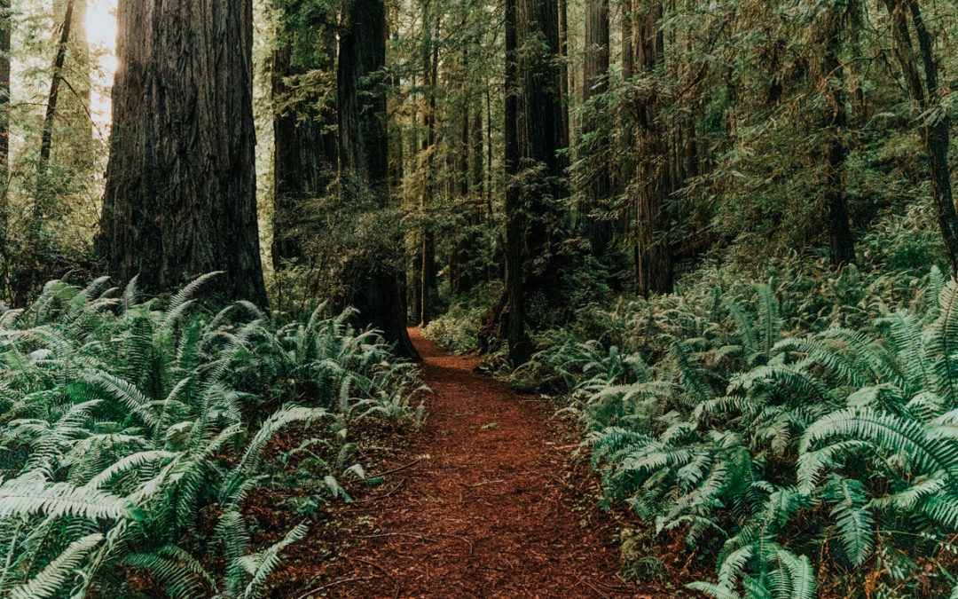 10 Unique Things To Do in Redwood National Park Right Now - Dani The ...