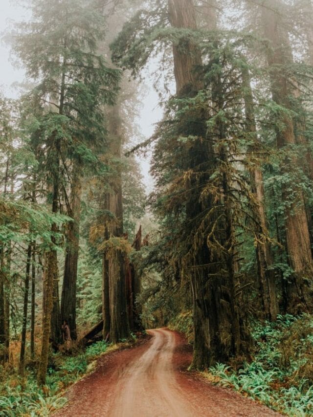 Complete Redwood National Park Guide: Read Before You Go Story