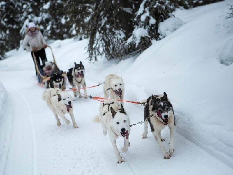snow dogs pulling a sled in banff in winter