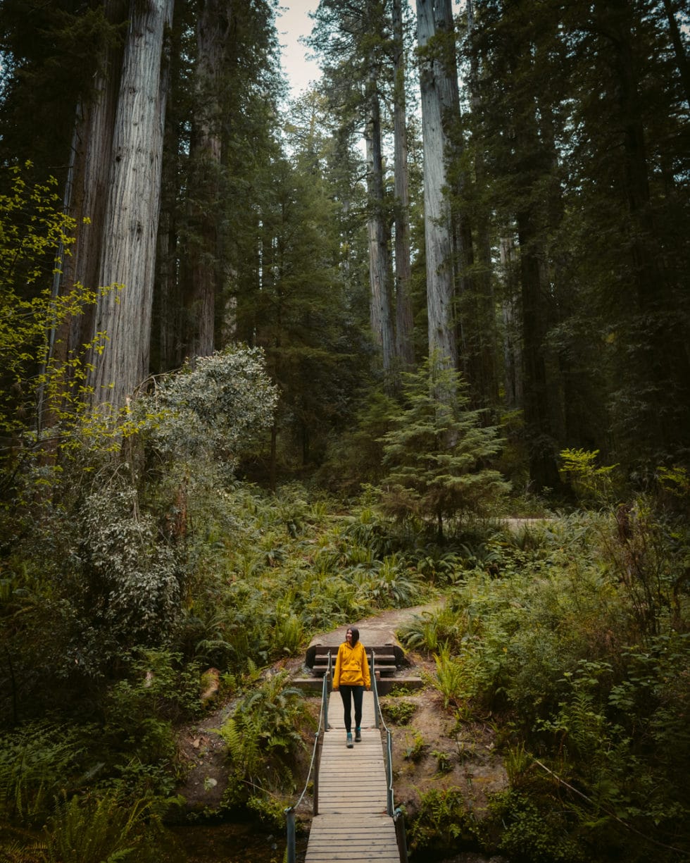 10 Unique Things To Do In Redwood National Park Right Now - Dani The ...