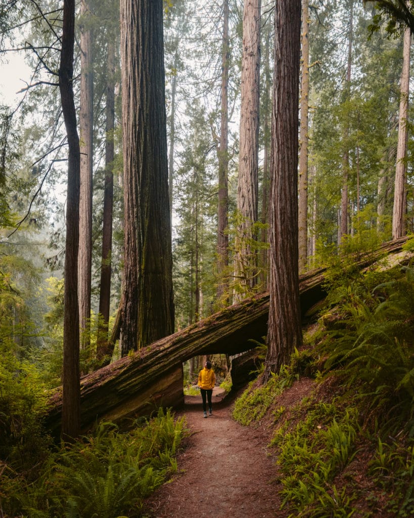 girl walking among giant redwoods in redwood national park
