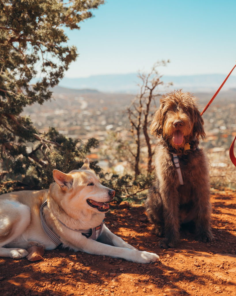 Dogs sitting on top of mountain in Sedona, AZ