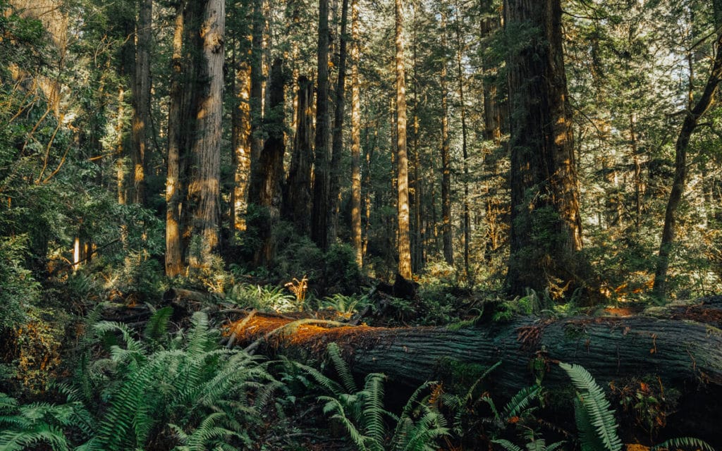 lush green trees in redwood national park california