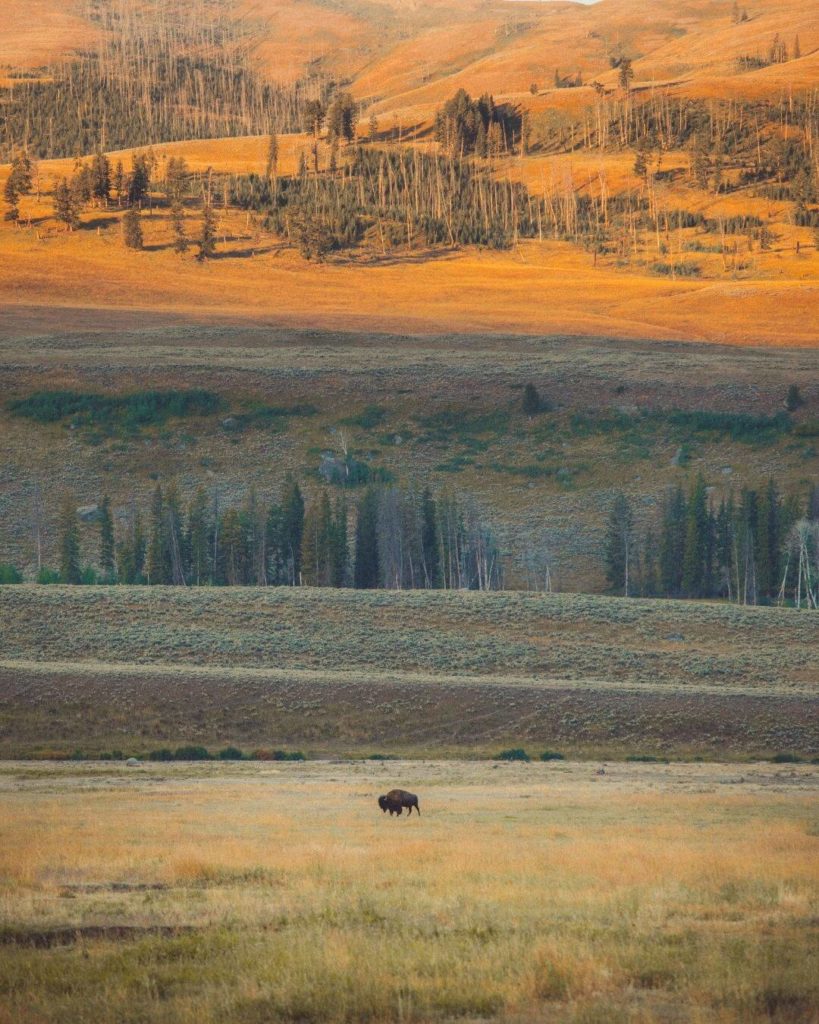 bison walking through yellowstoine np lamar valley during a colorful sunrise