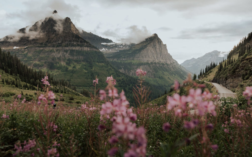 Pink flowers along going to the Sun Road during a gloomy Sunset in Glacier National Park