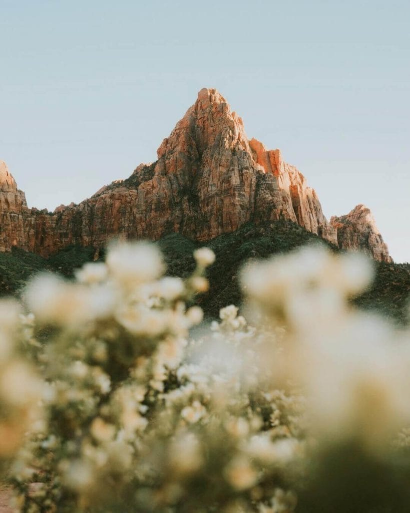 sunset over the watchman with white flowers in the foreground in zion national park utah