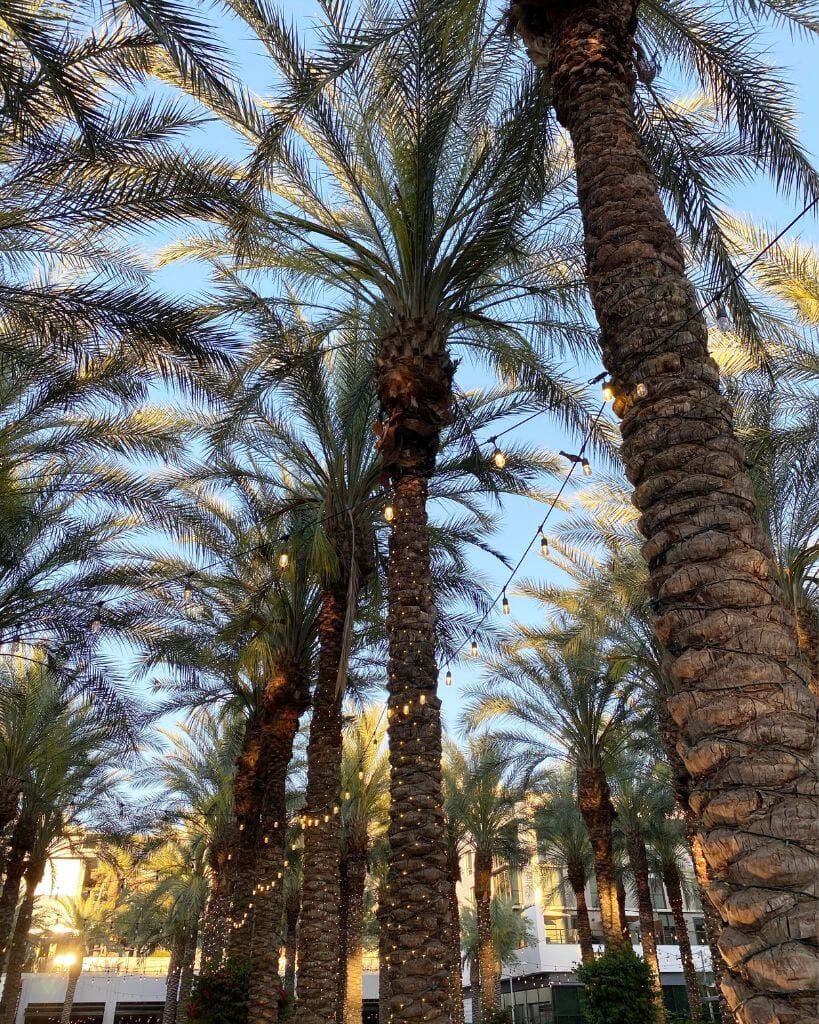 view of palm trees with string lights in the scottsdale quarter