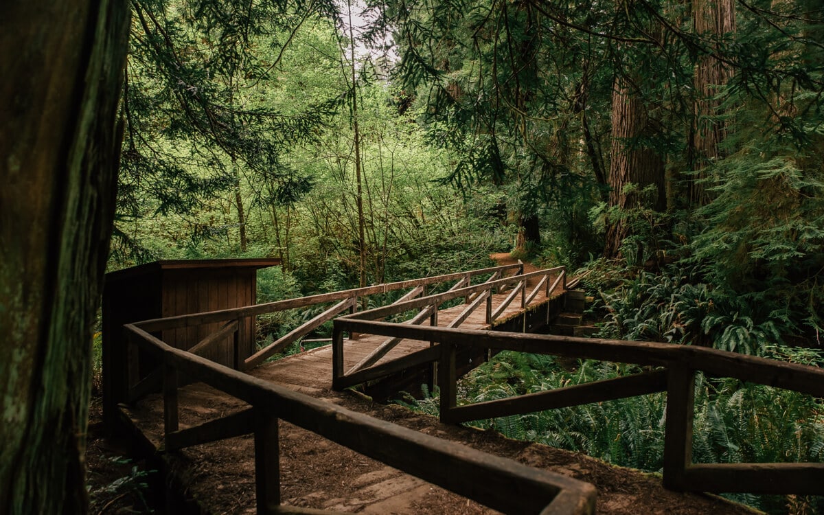 Plan Your Trip to Redwood National Park | ULTIMATE Guide 2024