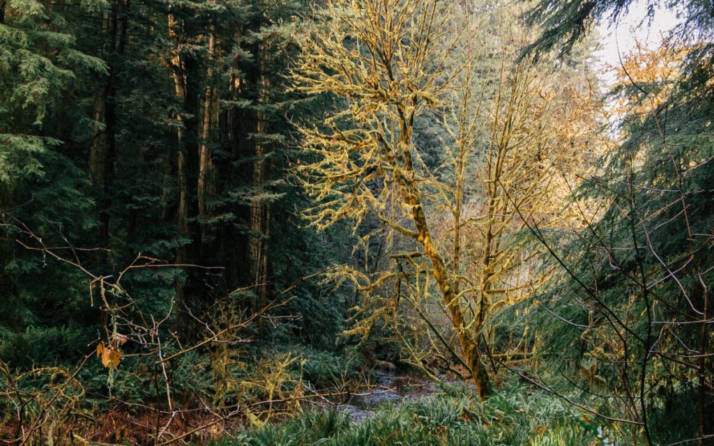 View of Redwoods in Prairie Creek State Park