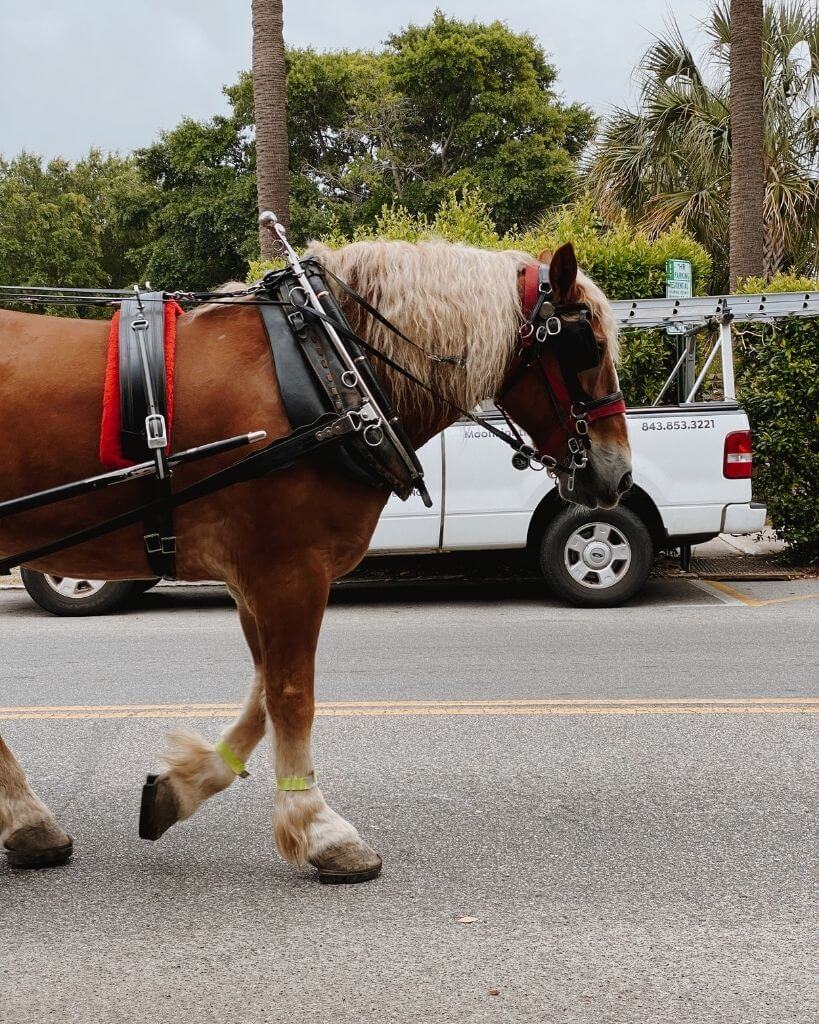 horse pulling a carriage in charleston sc
