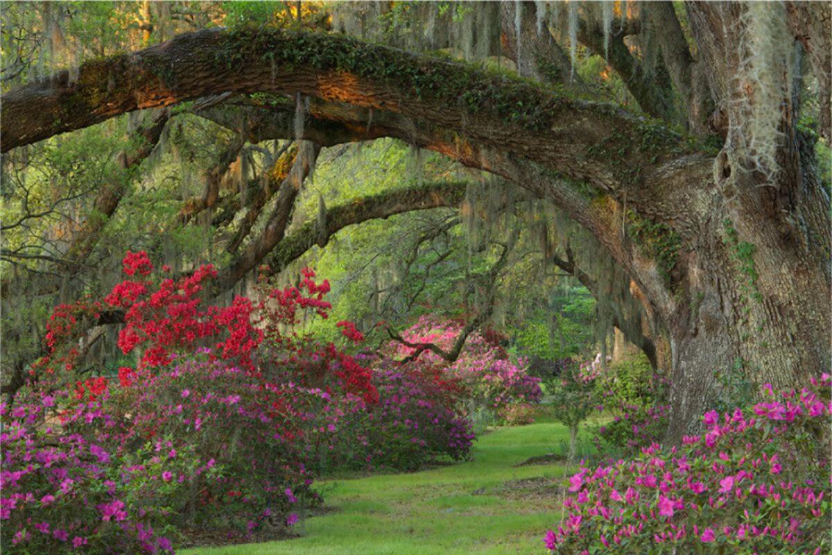 view of Magnolia Plantation and Gardens in charleston sc