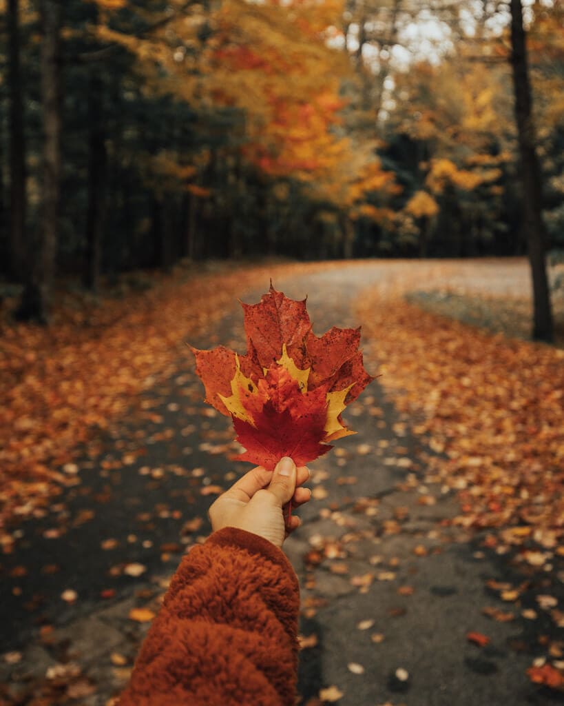 girl holding red new england fall foliage on a road