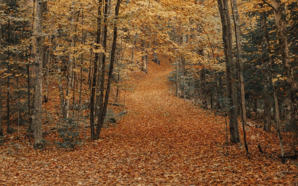 bright fall foliage surrounding a trail in woodstock vermont
