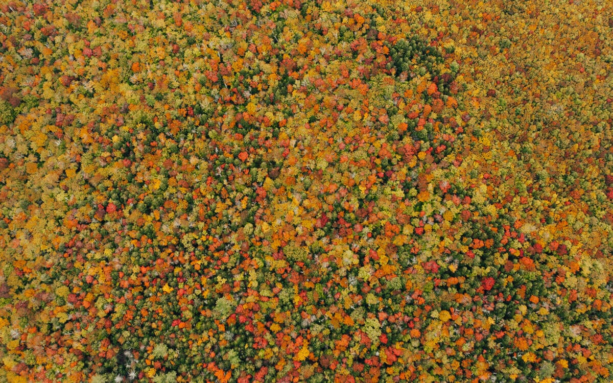 aerial view of vibrant yellow, gold, and orange fall colors in the white mountains in new hampshire