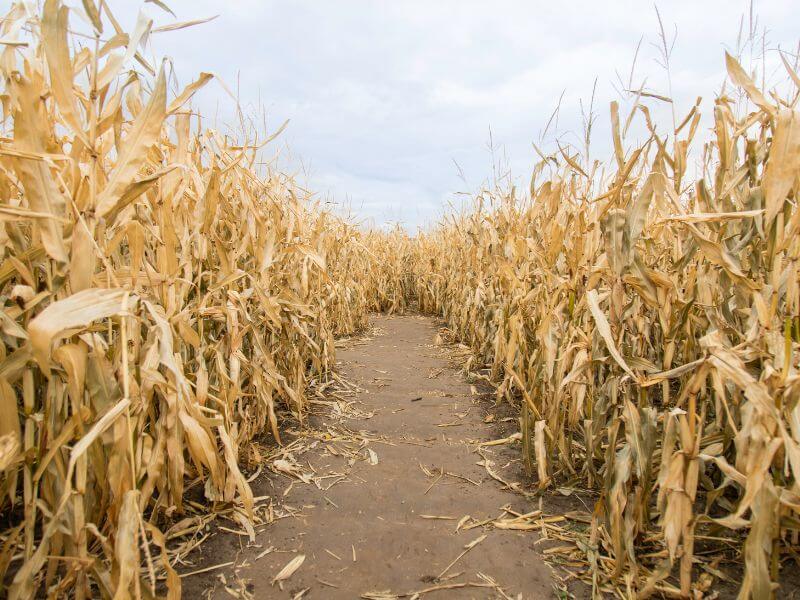 view of a corn maze