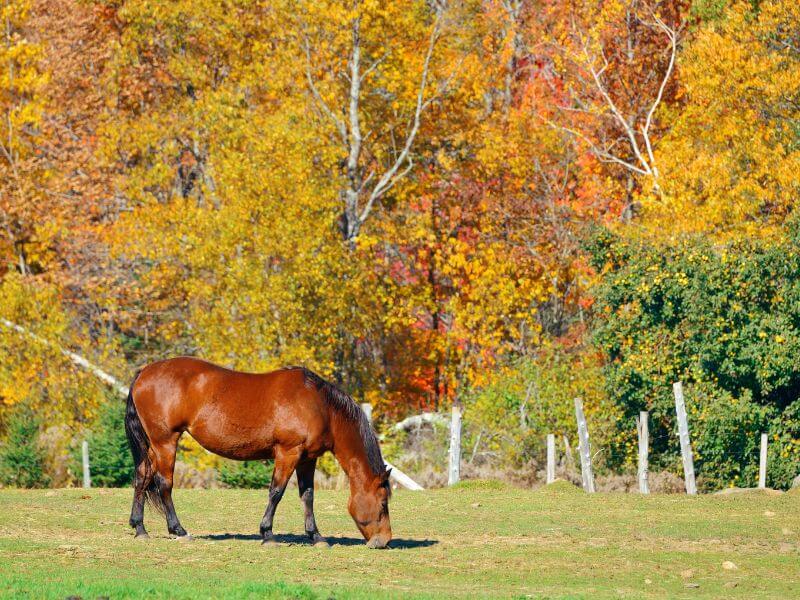 horse eating hat in the grass near yellow and orange vermont fall foliage