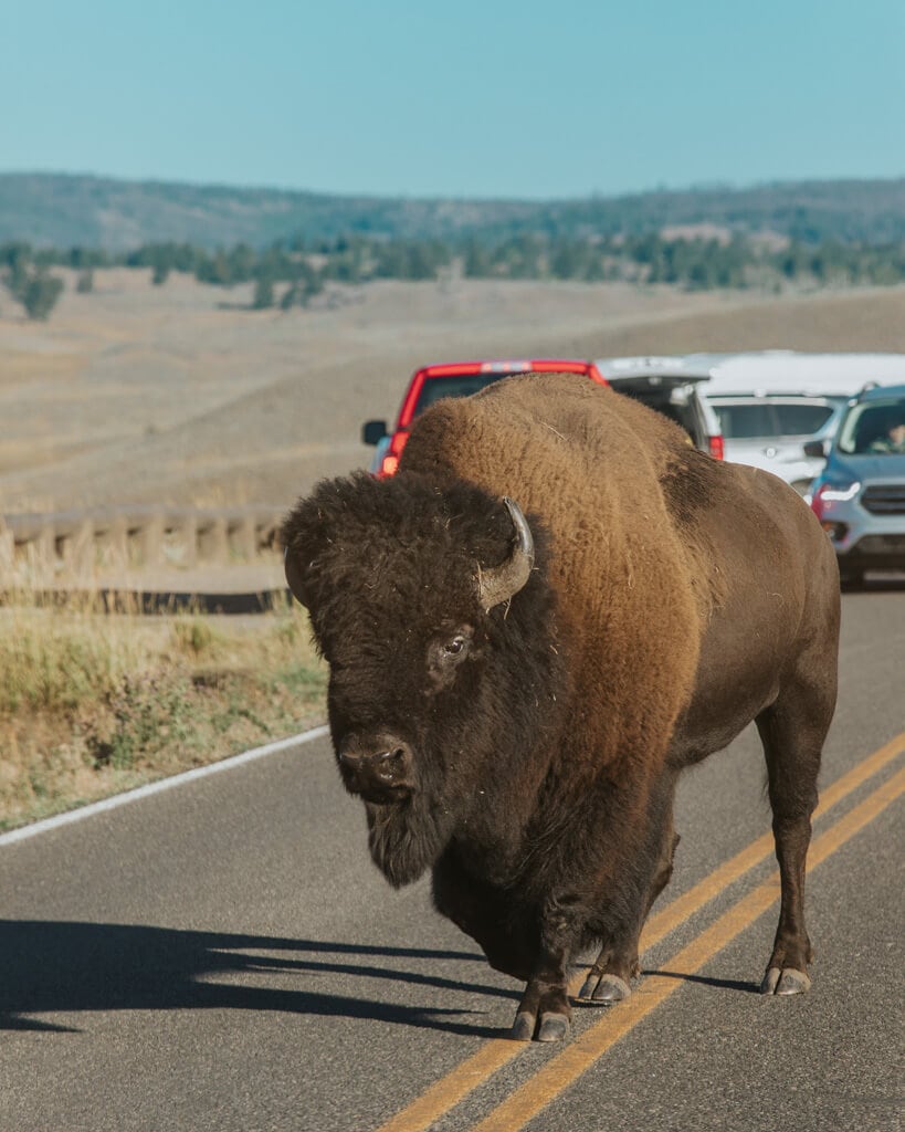 bison walking on the grand loop road in yellowstone national park