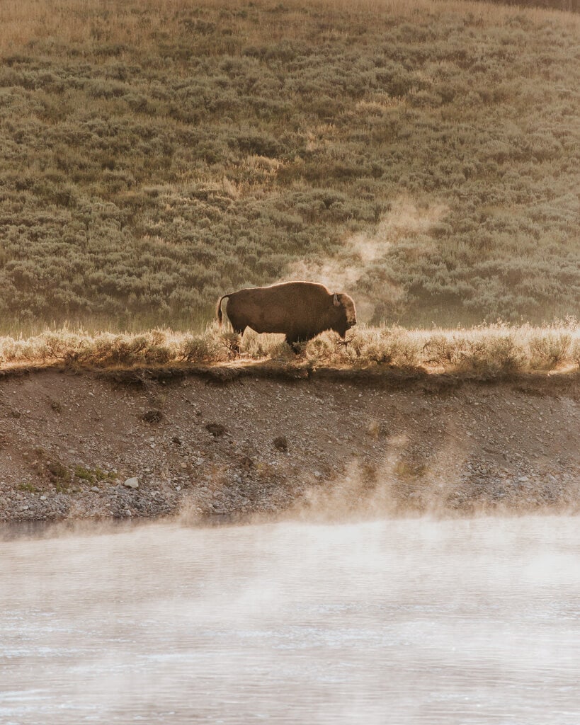 bison standing along the yellowstone river running through hayden valley during a golden sunrise