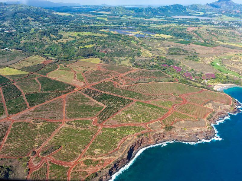 coffee plantations in aerial view kauai hawaii