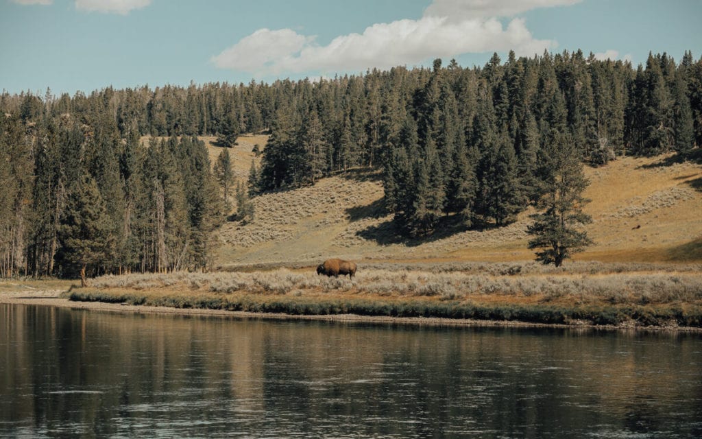 view of a bison eating grass along grand loop road in yellowstone national park