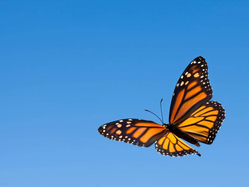 orange monarch butterfly flying over a clear blue sky
