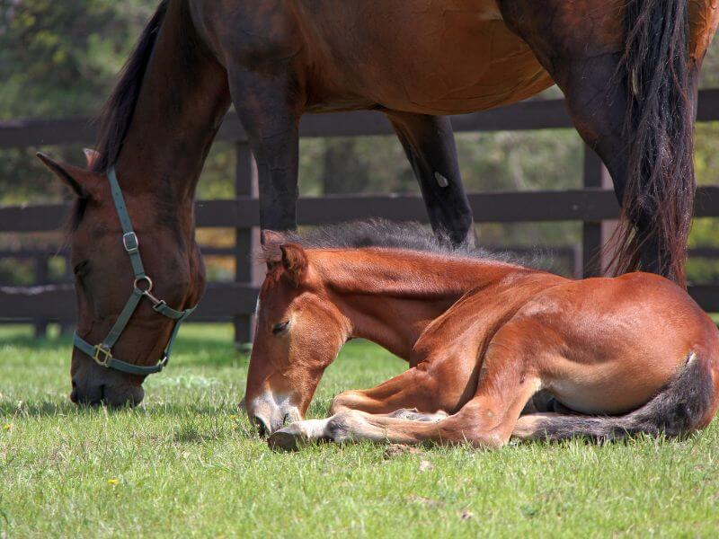 brown pony and mother horse laying in gradd