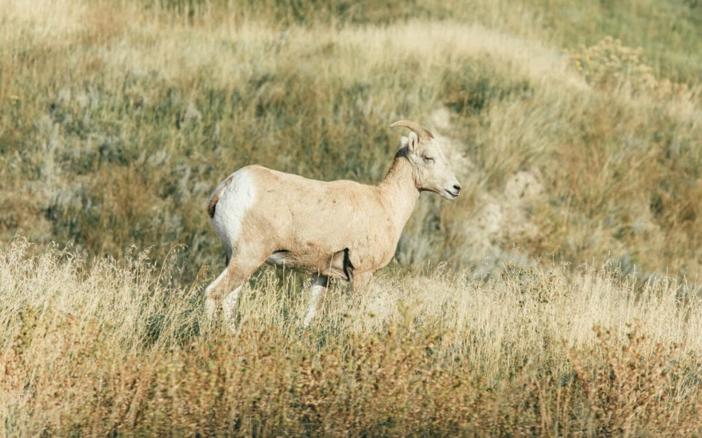 ram looking out in Sage Creek Wilderness Area in Badlands National Park