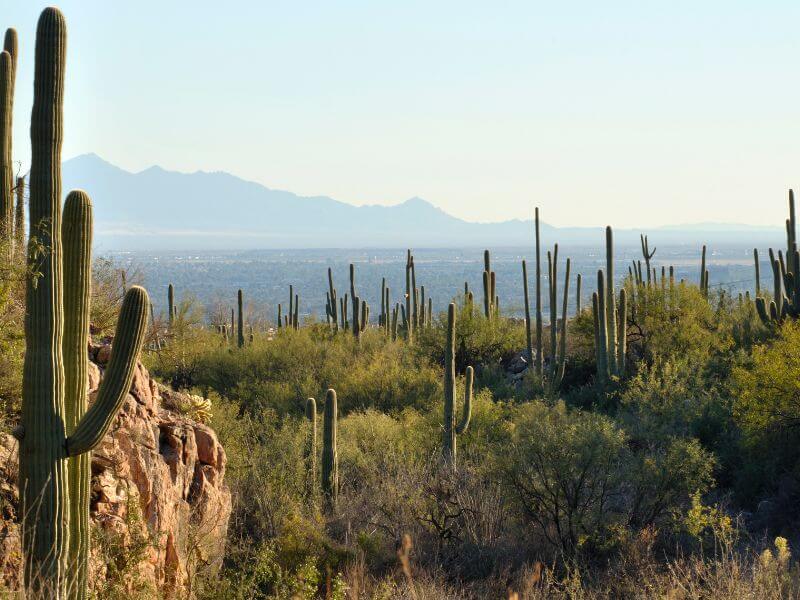 view of the tucson arizona desert