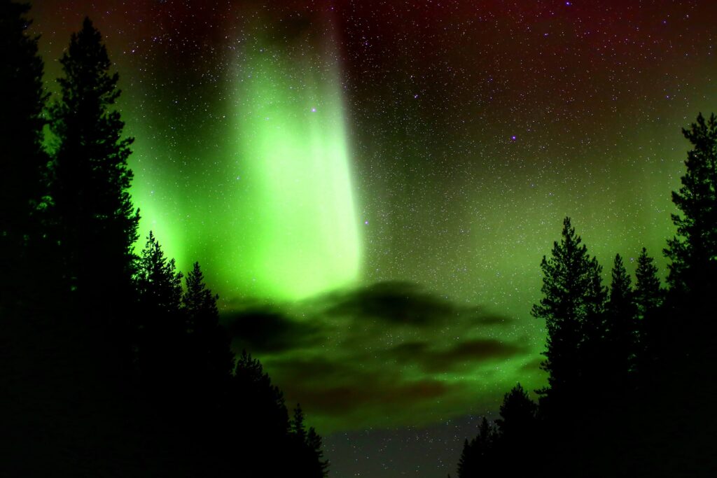 northern lights over a forest in montana