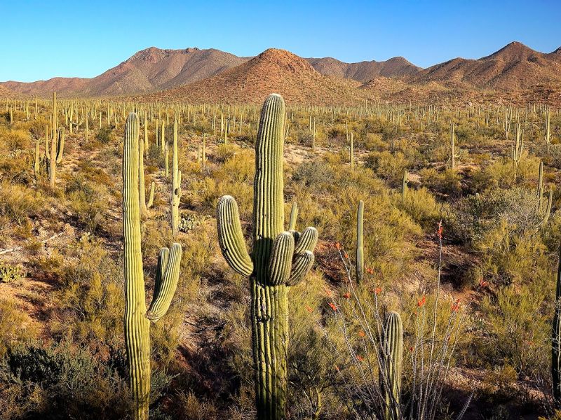 cactus in saguaro national park