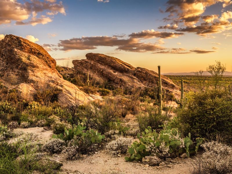 javelina rocks saguaro national park