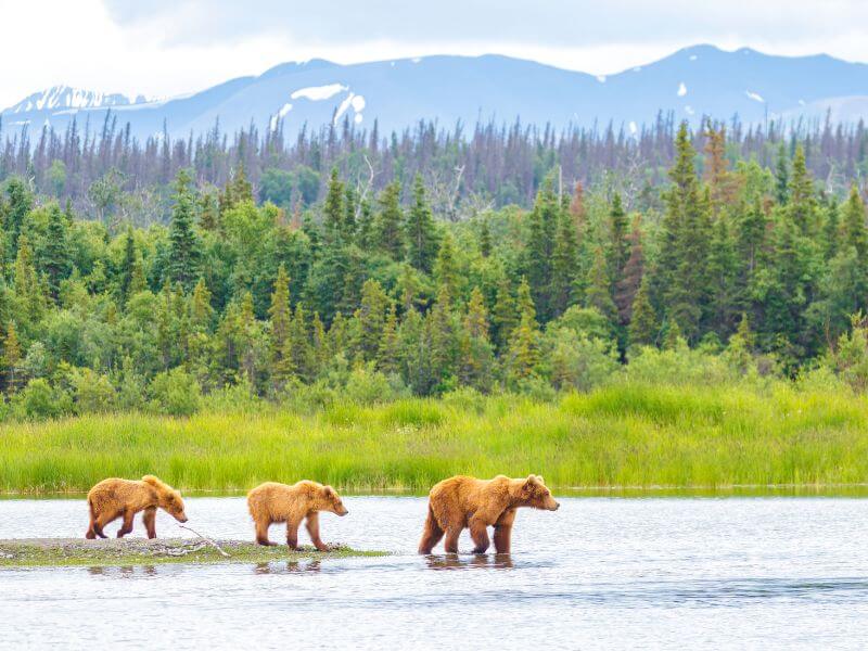 3 bears at katmai national park alaska