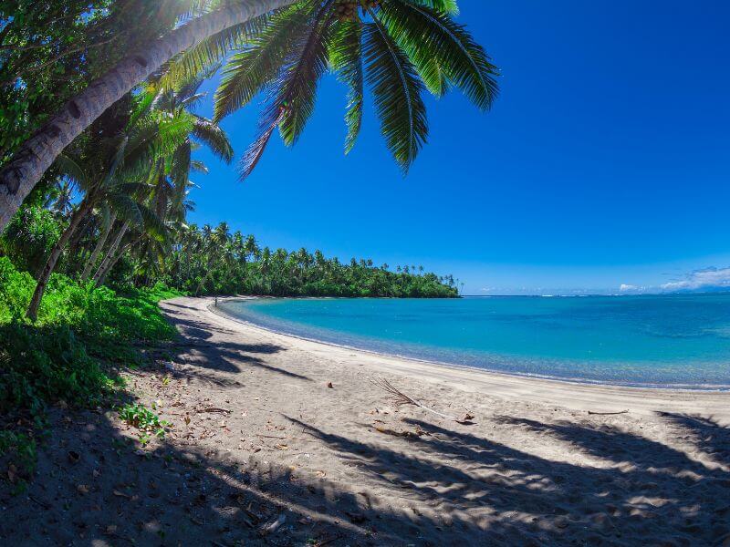beach with coconut trees at national park of american samoa