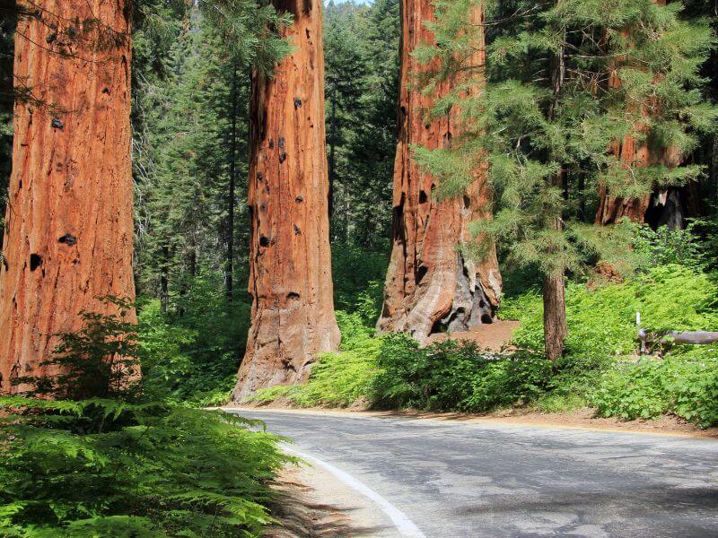 big trees at sequoia national park california
