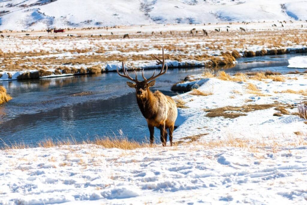 national elk refuge jackson hole