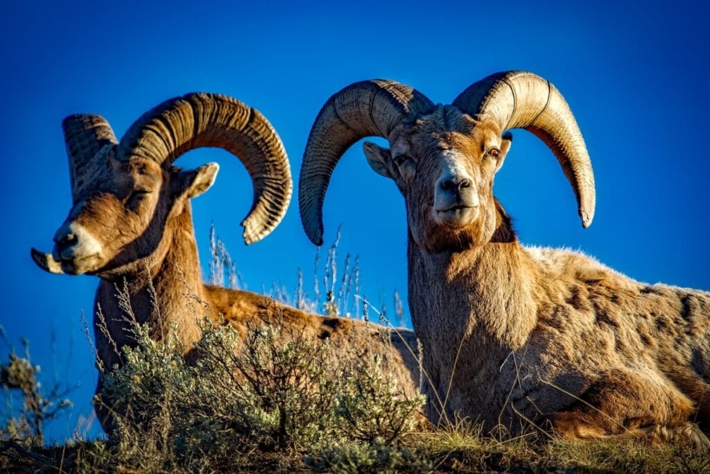 big horn sheep in a sunny place