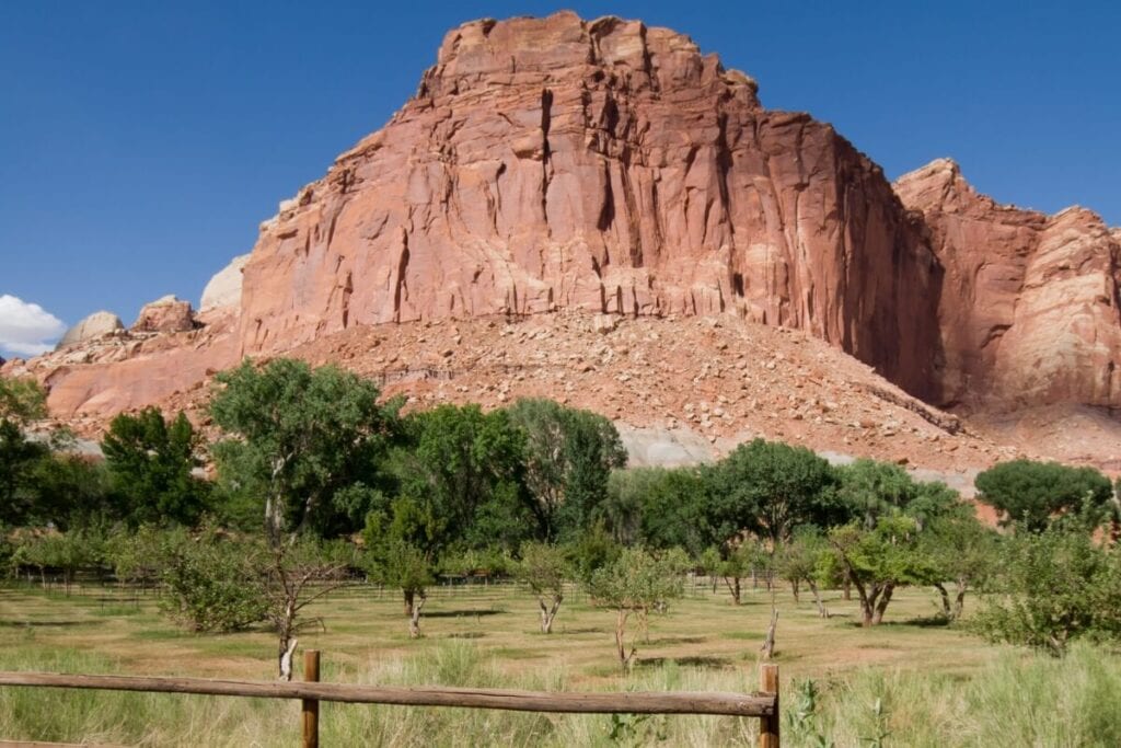 fruit picking trees in capitol reef national park