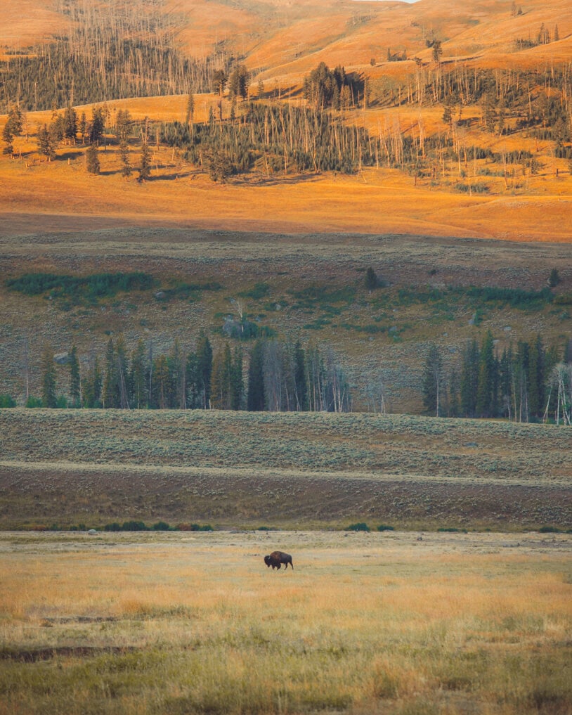 bison out in a colorful lamar valley during sunrise in yellowstone national park