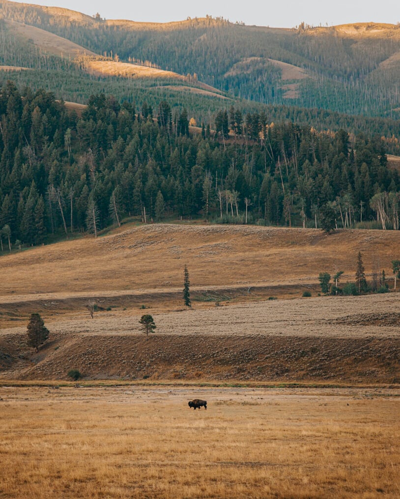 bison walking in lamar valley during sunrise