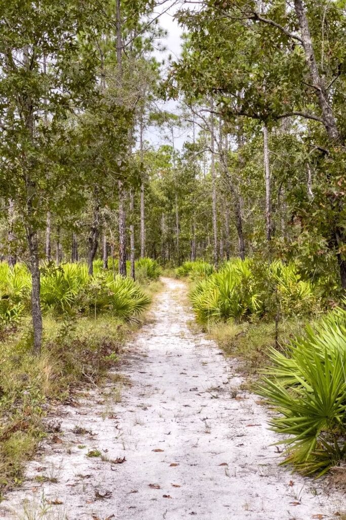 green trees surrounding flatwoods trail florida