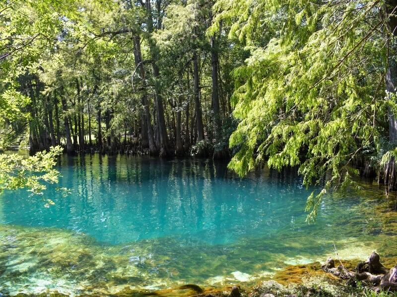 sunny day over cypress springs florida