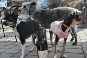 8 Epic Things To Do in Sedona With Dogs: Dog-Friendly Sedona