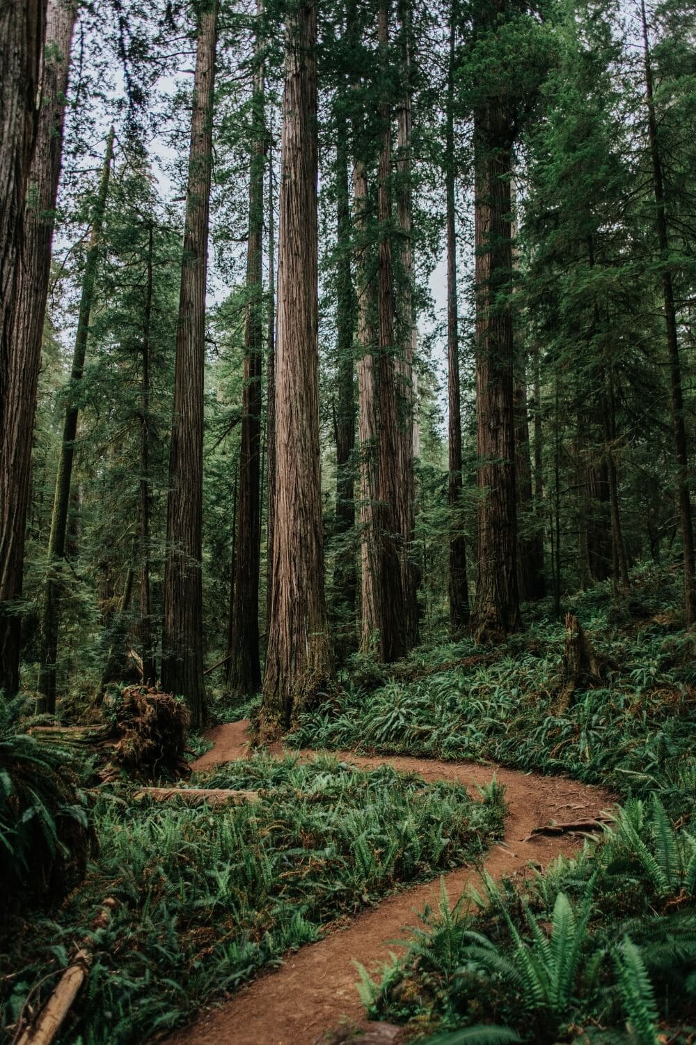 Boy Scout Tree Trail Redwoods in jedidiah smith state park