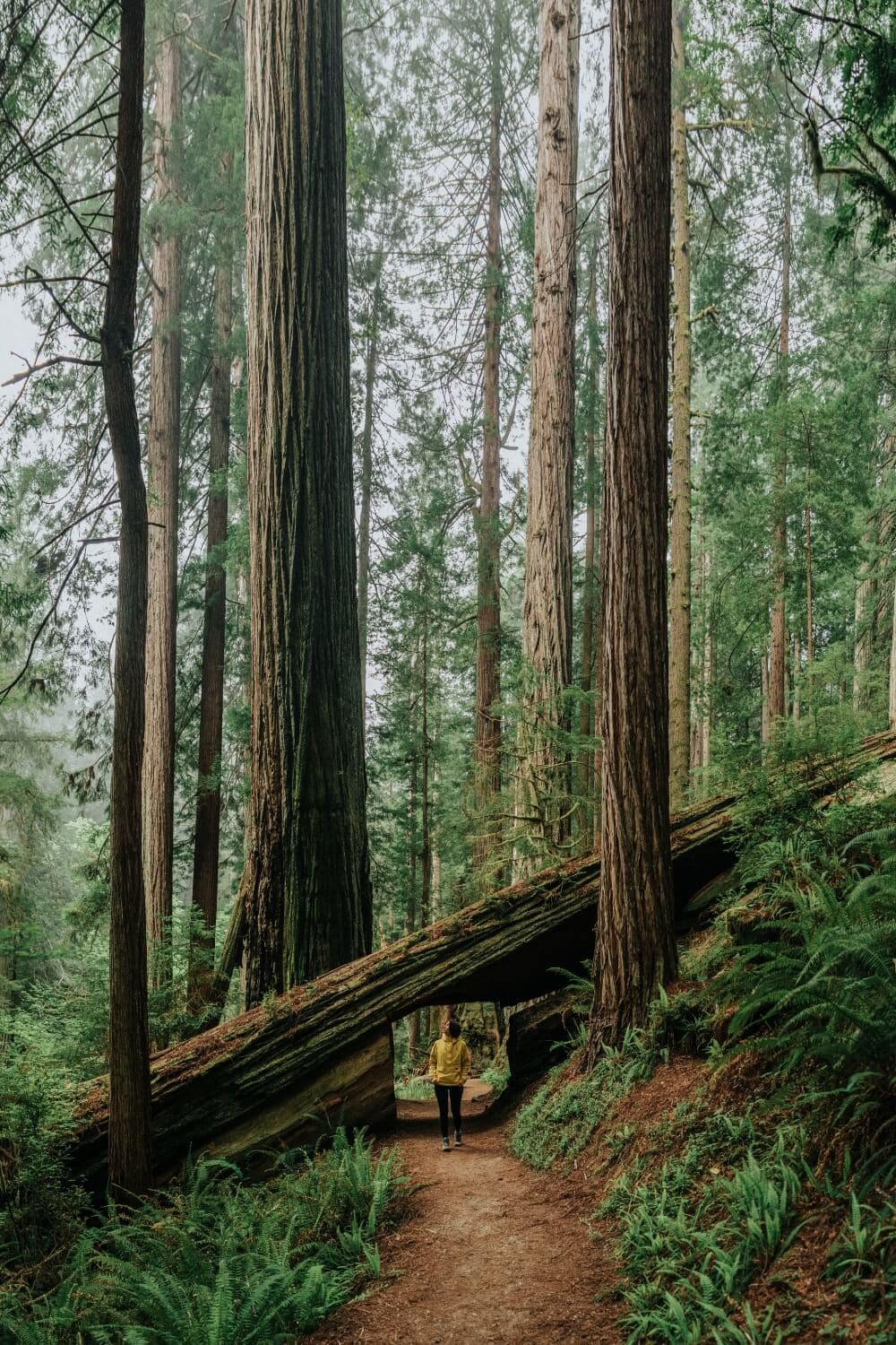 female hiker walking through tree tunnel Karl Knapp trail in Redwoods